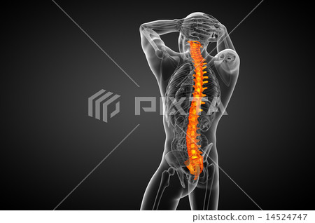 3d render medical illustration of the human spine 3d render medical illustration of the human spine 14524747