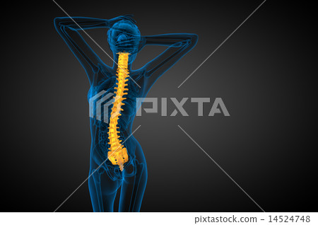 3d render medical illustration of the human spine 3d render medical illustration of the human spine 14524748
