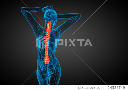 3d render medical illustration of the human spine 3d render medical illustration of the human spine 14524749