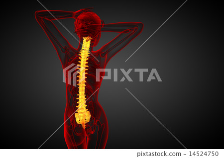 3d render medical illustration of the human spine 14524750