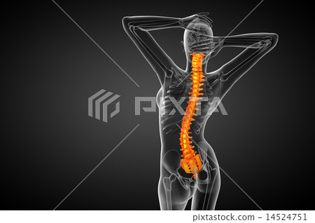 3d render medical illustration of the human spine 14524751