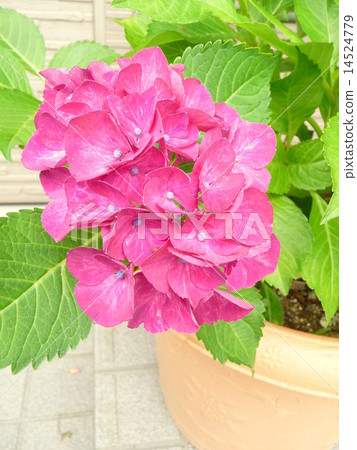 盆栽西方繡球花 盆栽西方繡球花 14524779