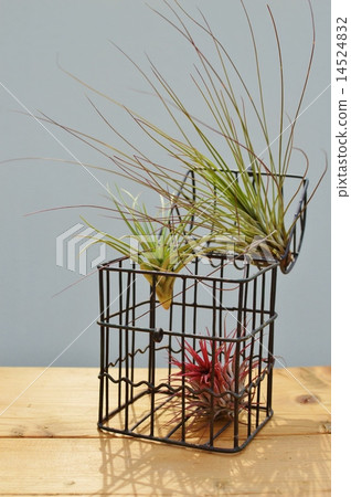 Air plants Air plants 14524832
