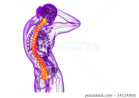 3d render medical illustration of the human spine 14524908