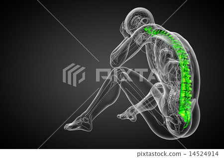 3d render medical illustration of the human spine 14524914