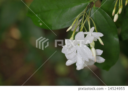 Shamusokai flowers and rain drops 14524955