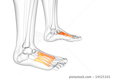 3d render medical illustration of the midfoot bone 14525101