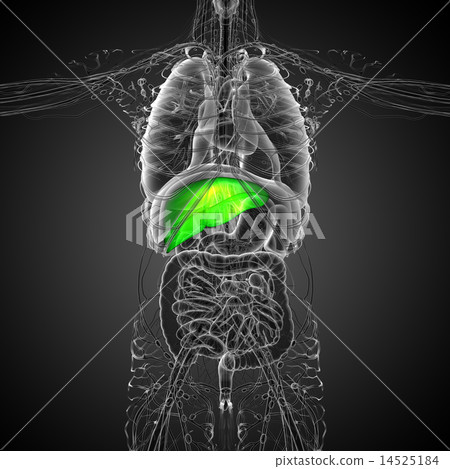 3d render illustration of the vascular system 3d render illustration of the vascular system 14525184