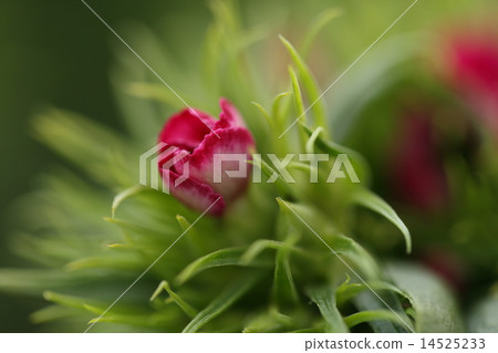 Red flower Red flower 14525233