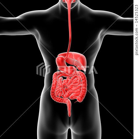 3d render illustration of the digestive system 14525323