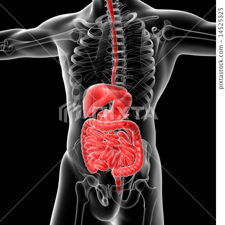 3d render  illustration of the digestive system 14525325