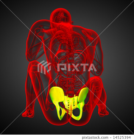 3D medical illustration of the pelvis bone 3D medical illustration of the pelvis bone 14525394