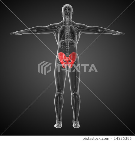 3D medical illustration of the pelvis bone 3D medical illustration of the pelvis bone 14525395