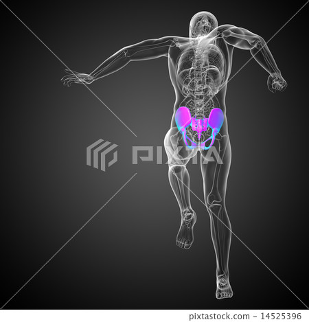 3D medical illustration of the pelvis bone 3D medical illustration of the pelvis bone 14525396
