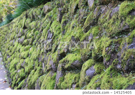 Hase Temple 14525405