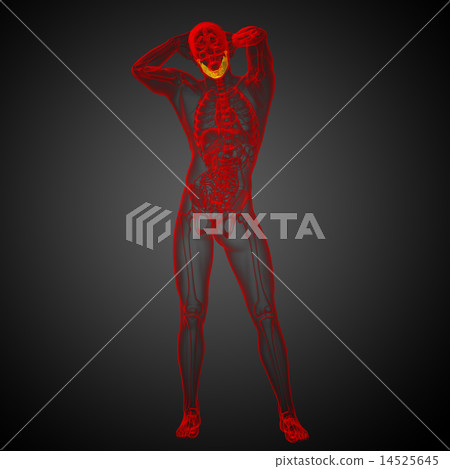 3d rendered illustration - jaw bone 3d rendered illustration - jaw bone 14525645