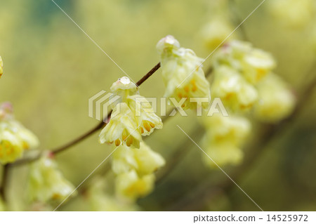 Pale yellow Hyuga mizuki flowers 14525972