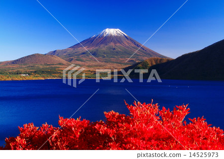 Autumn leaves of Lake Motosu Autumn leaves of Lake Motosu 14525973