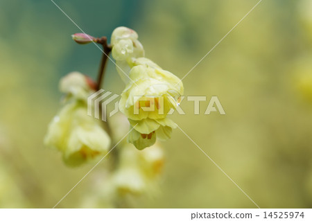 Pale yellow Hyuga mizuki flowers 14525974