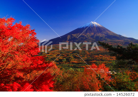 秋季葉子和富士山在秋天葉子 14526072