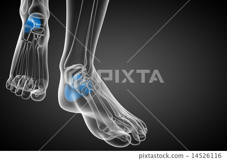 3d render medical illustration of the calcaneus  14526116