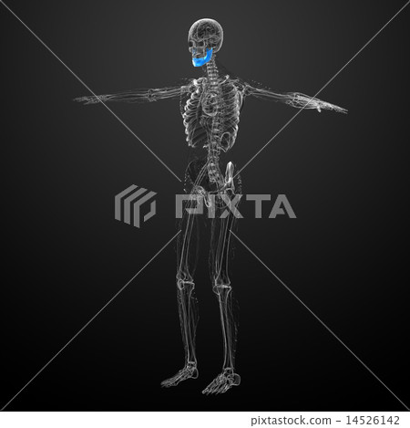 3d rendered illustration - jaw bone 3d rendered illustration - jaw bone 14526142
