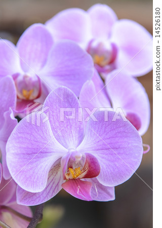 Orchid Flower 14526180