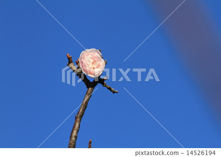 Buds on pale white plum blossoms at Temple Park 14526194