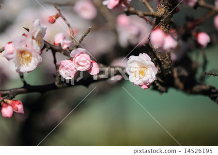 Buds on plum blossoms with light colors of Terrane Park Buds on plum blossoms with light colors of Terrane Park 14526195