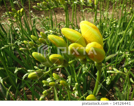 Freesia 14526441