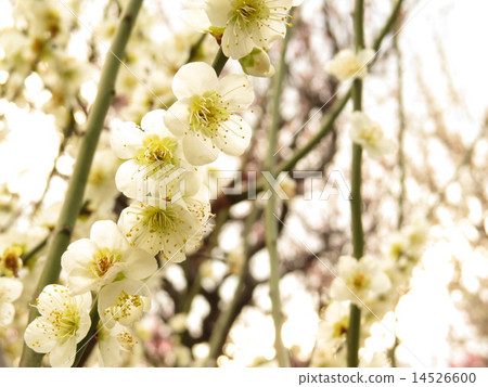 白梅 白梅 14526600