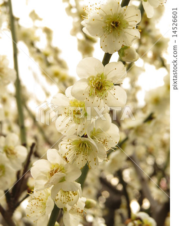 White plum 14526601