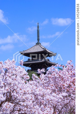 Cherry blossoms at Ninna-ji 14526638