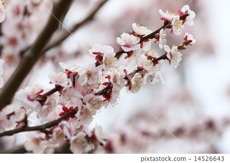 Up plum 14526643