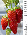 Strawberry  14526685