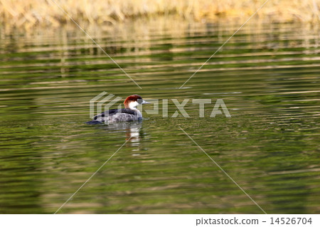 Mikkoisa的女性 14526704