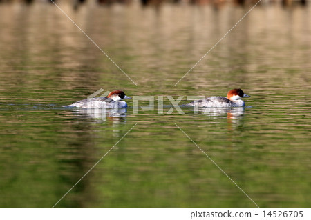 Mikkoisa的女性 14526705