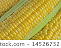 Corn 14526732