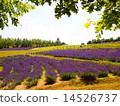 Lavender field 14526737