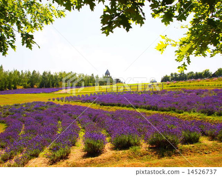 Lavender field Lavender field 14526737