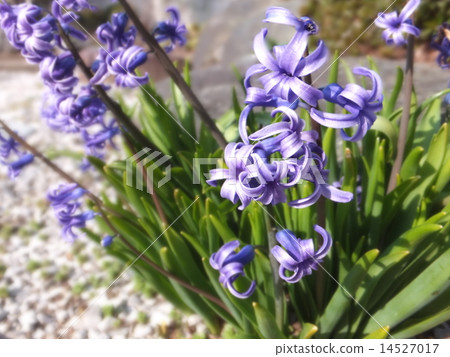 Hyacinth Hyacinth 14527017