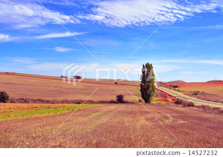 cornfield landscape in the province of Soria Spain 14527232