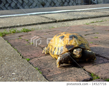 Russian tortoise 14527716