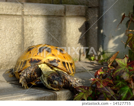 Russian tortoise Russian tortoise 14527755