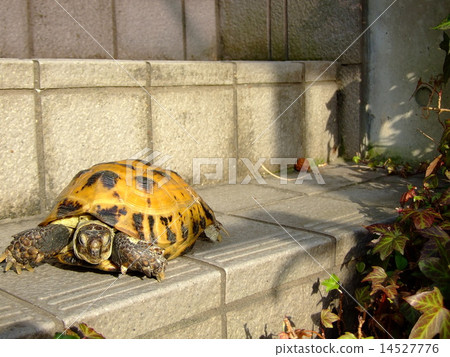 Russian tortoise Russian tortoise 14527776