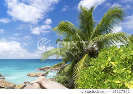 White coral sand on tropical beach. White coral sand on tropical beach. 14527831