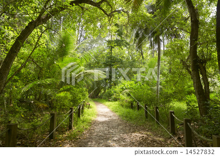 Walking path in green forest. Saychelles. Walking path in green forest. Saychelles. 14527832
