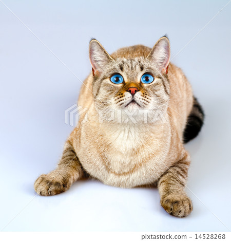 Cat with big blue eyes 14528268