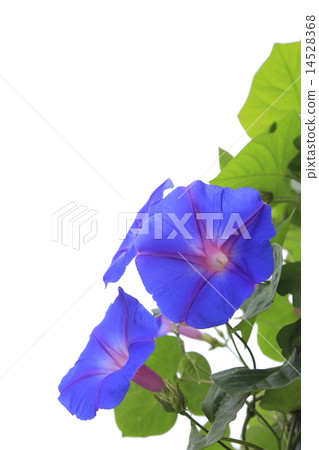 Ryukyu morning glory 14528368