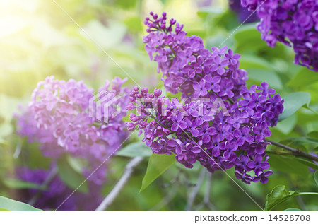 Lilac flowers background Lilac flowers background 14528708